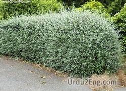 hedge meaning in urdu|Hedge Meaning in Urdu Jhari ki baar جھاڑی کی باڑ .